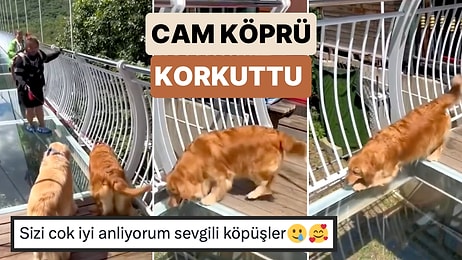 Korkudan Tasmasını Çıkarttı: Cam Köprüden Geçmeye Korkan Köpeklerin Gülümseten Anları