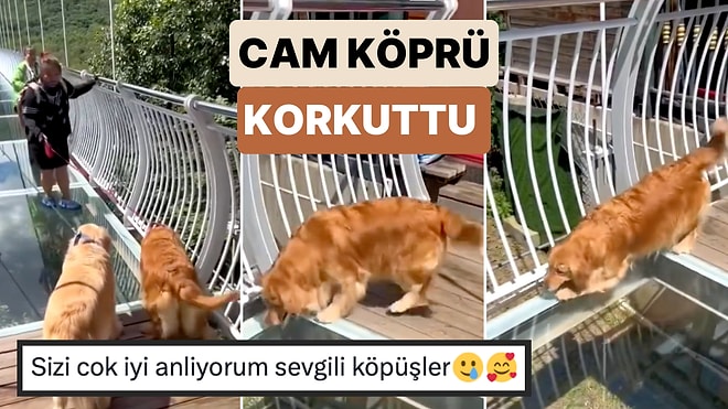 Korkudan Tasmasını Çıkarttı: Cam Köprüden Geçmeye Korkan Köpeklerin Gülümseten Anları