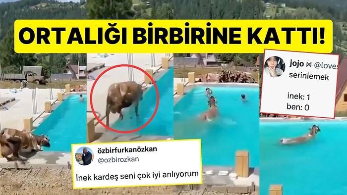 Ortalığı Birbirine Kattı: Serinlemek isteyen İnek Havuza Daldı