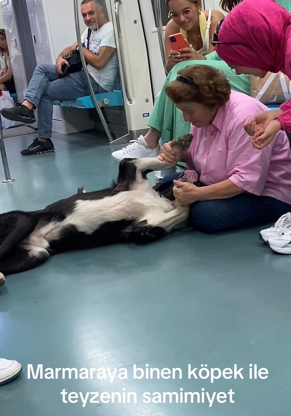 Biliyorsunuz ki İstanbul adeta kedilerin ve köpeklerin şehri. Marmaray’a binen köpek ile hayvansever bir kadının aşk dolu anlarını tebessüm etmeden izlemek zor.