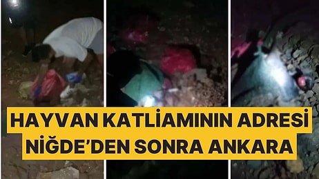 Niğde'deki Katliamın Şoku Yaşanırken Bir Haber de Ankara'dan Geldi: Köpekleri Parçalayarak Öldürmüşler