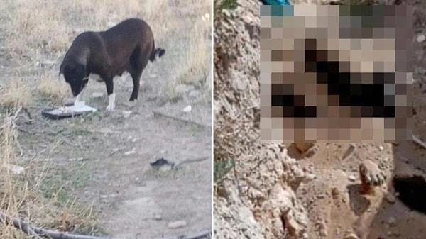 Bölgedeki hayvan severlerin bakımını yaptığı, üç ayaklı ve yeni doğum yaptığı söylenen bir köpeğin de belediye tarafından bu çukurlara atıldığı tespit edilmiş ve tepki çığ gibi büyümüştü. Ne yazık ki buradaki acı geçmeden, sorumlulular tespit edilemeden bir acı haber de Ankara'dan geldi.