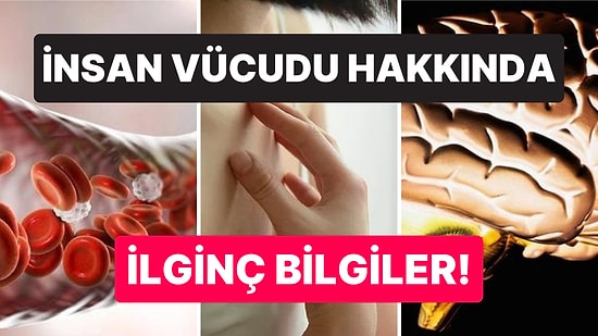 İnsan Vücudu Hakkında Genel Kültürünüzü Şaha Kaldıracak Birbirinden İlginç Hap Bilgiler