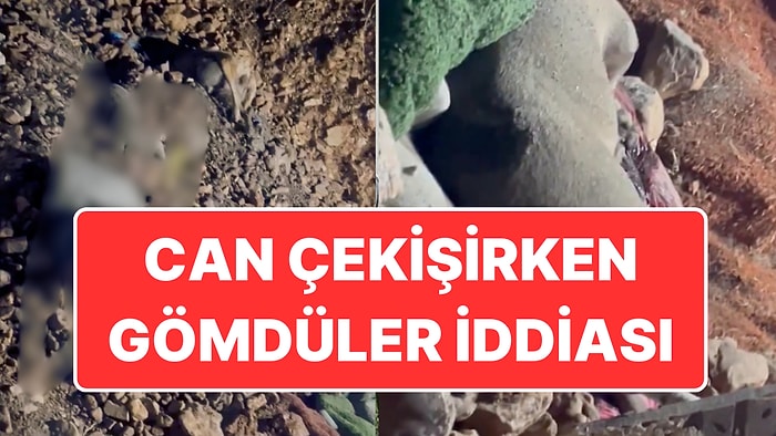 Ankara’da Köpek Katliamı İddiası: Belediye Açıklamasına HAYTAP Video ile Cevap Verdi