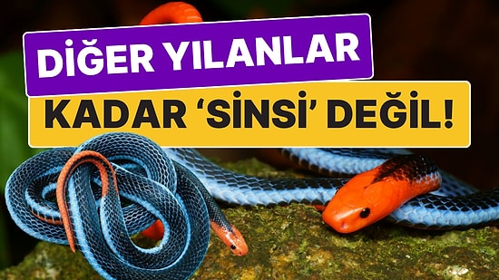 Diğer Yılanlar Kadar 'Sinsi' Değil! Güzeller Güzeli Mavi Mercan Yılanını Farklı Kılan Şey Aceleci Olması!