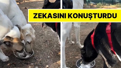 Arkadaşları Su İçmesine İzin Vermeyince Bulduğu Yöntemle Hepimizi Güldüren Tatlı Köpek