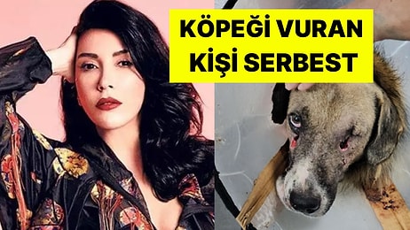 Ünlü Şarkıcı Hande Yener, Av Tüfeğiyle Vurulan Köpeği Sahiplendi