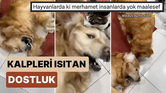 Epilepsi Nöbeti Geçiren Dostlarına Destek Olmaya Çalışan Kedi ve Köpeğin Çabası Kalbinize Dokunacak