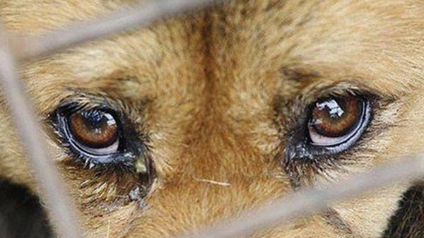 Son günlerde ülkenin farklı şehirlerinden gelen köpek ölümleri haberleri gören herkesi şoke ediyor.