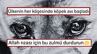 AK Partili İsim Köpek Ölümleri İçin Erdoğan’a Seslendi: “Allah Rızası İçin Bu Zulmü Durdurun”