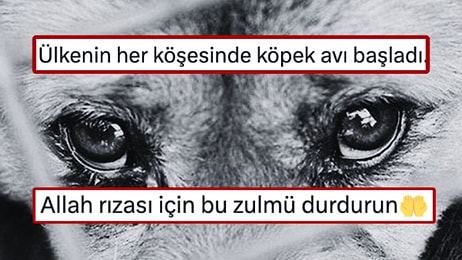 AK Partili İsim Köpek Ölümleri İçin Erdoğan’a Seslendi: “Allah Rızası İçin Bu Zulmü Durdurun”