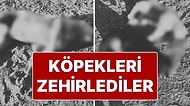 Silivri'de ‘Sokak Köpeklerini Zehirlediler’ İddiası: Köpeklerin Yanında Poşette Et Bulundu!