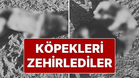 Silivri'de ‘Sokak Köpeklerini Zehirlediler’ İddiası: Köpeklerin Yanında Poşette Et Bulundu!