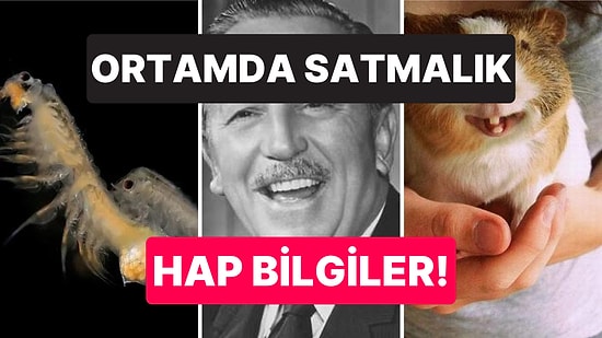 Öğrendikten Sonra Bilgi Şöleninde Boğulacağınız Ortamda Satmalık İlginç Bilgiler