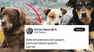 Sokak Köpekleriyle İlgili Kan Dondurucu Yorumlarda Bulunan Doktor Büyük Tepki Çekti