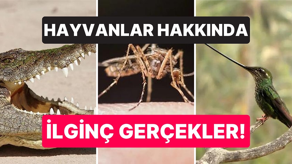 Öğrendikten Sonra Büyük Bir Aydınlanma Yaşayacağınız Hayvan Alemi Hakkında Birbirinden Değerli Bilgiler