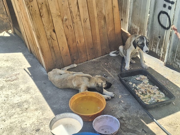 Ölen köpekleri belediye ekiplerine teslim ettiğini söyleyen Umut Ünal,  "6 aydır bakıyordum. Cumartesi akşamı hiçbir şey yoktu. Pazar günü buralar kapalı olduğu için pazartesi geldik. Geldiğimizde manzarayla karşılaştık. 7 köpeğin 4'ü öldü, sonradan da 1'i öldü, elimizde 2 tane kaldı. Büyük ihtimalle zehirlenmiş ama kimin yaptığını bilmiyorum. Kalan 2 köpek de çok kötüydü. Çok su içtiler. Onlar da ölecek diye bekledim, çok şükür kurtuldular. Köpeklerin kimseye zararı yok. Zaten biz bakıyoruz. Ben evden onlara et haşlayıp getiriyorum, süt alıyoruz. Buradaki arkadaşlar yardımcı oluyor. Üzüldüm 6- 7 aydır emek veriyorum. Getirdiğimde küçücüklerdi" dedi.