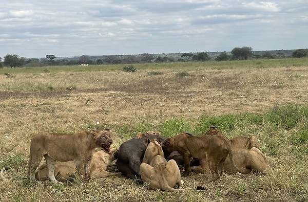 6. Tarangire Milli Parkı'nda bir grup aslan bir bufaloyu yiyor