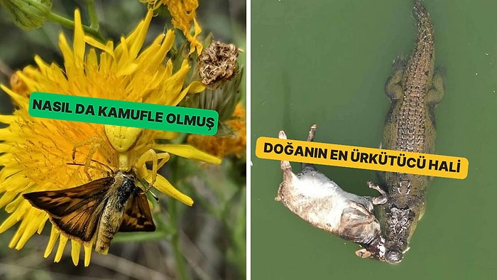 Doğanın Korkutucu Yüzünü İliklerinize Kadar Hissetmenize Sebep Olacak Birbirinden Ürkütücü 15 Yeni Fotoğraf