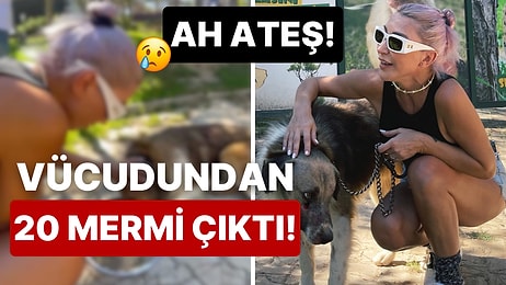 Av Tüfeğiyle Acımasızca Vurulan Köpeği Sahiplenen Hande Yener Ateş'ini Ziyaret Etti!