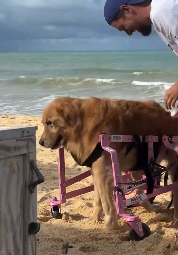 Tatlı köpek yürütecine biner binmez sahibinin yardımıyla denize koştu.