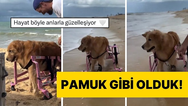 Engelli Köpeğin Denizle Buluştuğu Anlarda Yaşadığı Heyecan Hepimizin Kalplerini Eritti