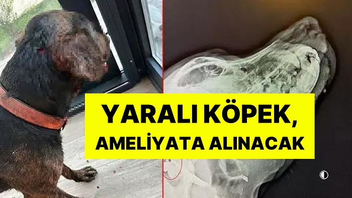 Sokak Köpeği Tabancayla Vuruldu: Yaralı Köpek, Ameliyata Alınacak