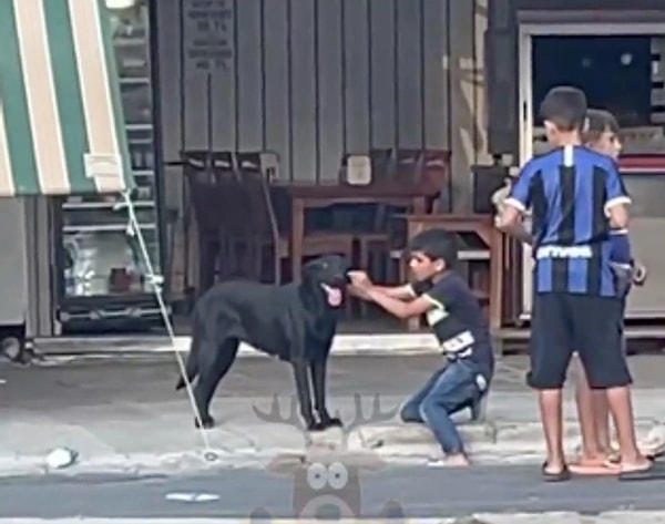 Minik çocuk, köpeğin gözünü açamadığını fark edince hemen onun yardımına koşup gözlerini açmaya çalıştı.