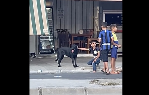 Sokakta oynayan bir grup çocuk, sevmek istedikleri köpeğin gözünde kene olduğunu farketti.