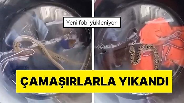 Yeni Fobi Bebek: Hakkari’de Çamaşır Makinesine Giren Yılan Ev Sahibi Fark Etmeyince Çamaşırlarla Yıkandı