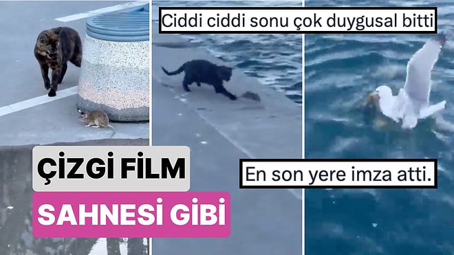 Sürpriz Sonlu! Bir Kedi Bir Fare ve Bir Martının Sonu Denizde Biten Çizgi Filmleri Aratmayacak Mücadelesi