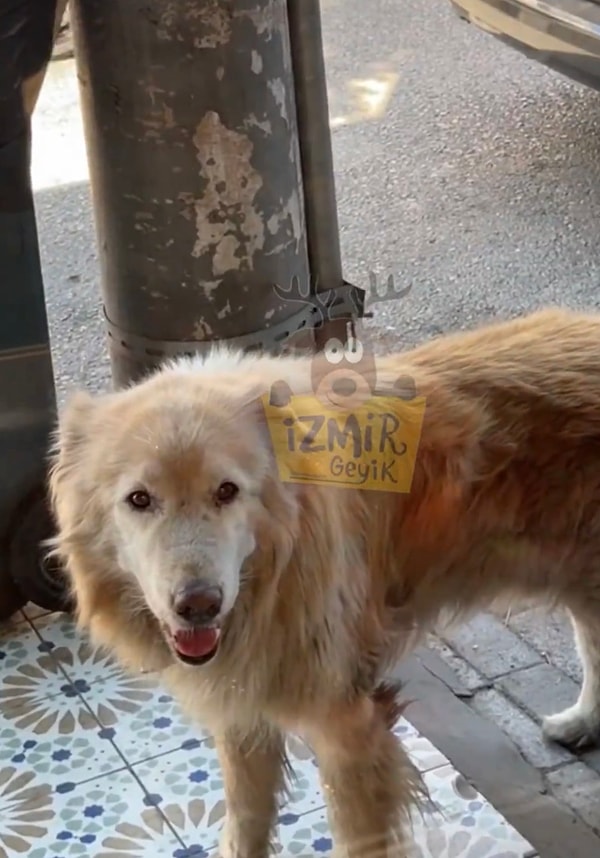 Kupi adlı dünyalar tatlısı köpek 10 yılı aşkın süredir Zaim Usta Et Lokantasına gidiyor ve dönerini alıyor.