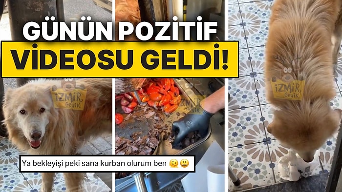 Her Gün Dönerciye Gidip Yemeğini Alan Kupi Köpek Kalpleri Eritti