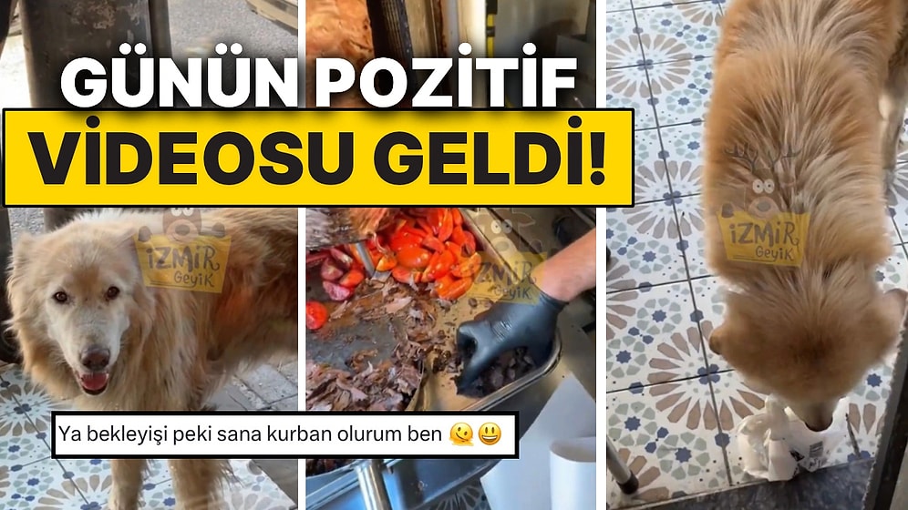 Her Gün Dönerciye Gidip Yemeğini Alan Kupi Köpek Kalpleri Eritti