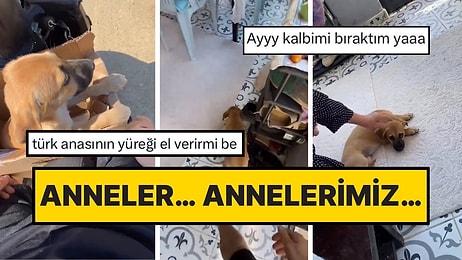 Sokak Köpeğini Aldığı Gibi Eve Getiren Genç, Annesinin Tepkisini Anbean Kaydetti