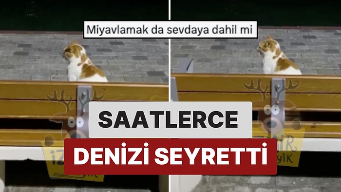 Kedi Olduğumuzu Fark Ettik: İzmir'de Bir Kedi Bankta Tek Başına Oturup Uzun Uzun Denizi Seyretti