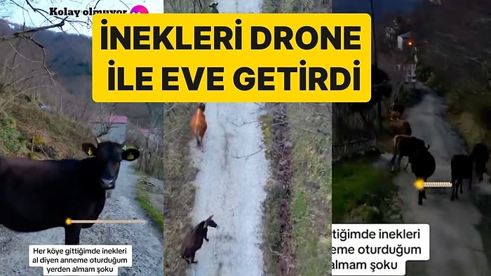 Köydeki İnekleri Oturduğu Yerden Toplayan Genç: İnekleri Drone ile Bulup Eve Kadar Getirdi