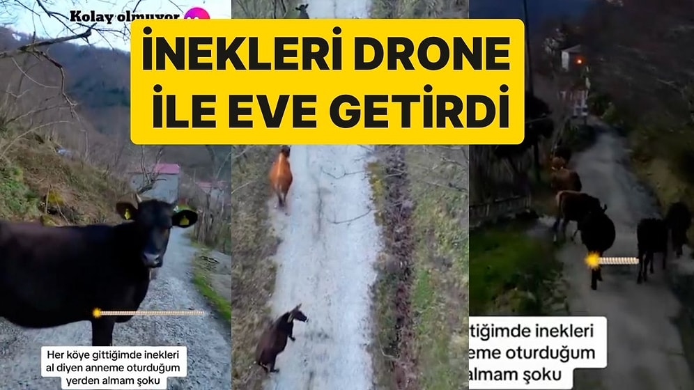 Köydeki İnekleri Oturduğu Yerden Toplayan Genç: İnekleri Drone ile Bulup Eve Kadar Getirdi