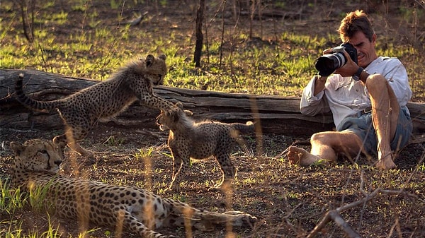 Örneğin, Kenya'nın Masai Mara Milli Rezervi'nde bulunan Marsh Pride adlı aslan grubuyla insan karşılaşmaları oldukça yaygın. Tabi bu saldırmayacakları anlamına gelmiyor, sadece tehlikeyi biraz azaltmış oluyor diyebiliriz.