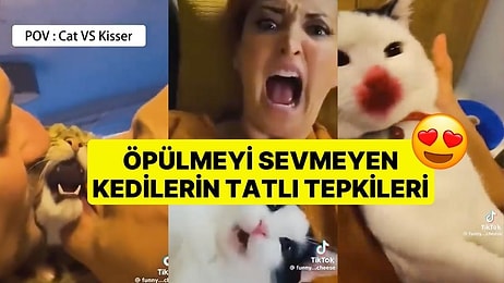 Kimi Sinirlendi, Kimi Kaçmaya Çalıştı: Öpülmeyi Sevmeyen Kedilerin Tatlı Tepkileri İzleyenleri Gülümsetti