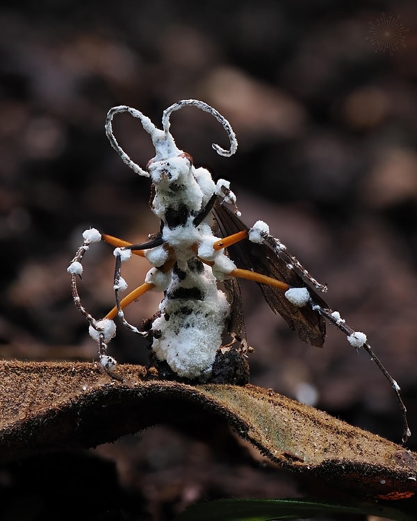 13. Peru'da parazitik Beauveria (Cordyceps) mantarı tarafından alt edilen böcek