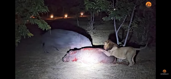 14. Su aygırı bir aslan tarafından canlı canlı yeniyor