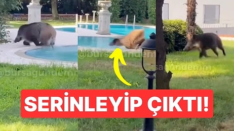 Serinleyip Çıktı: Domuzun, Villada Havuz Keyfi Sosyal Medyada Gündem Oldu