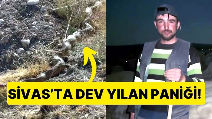 Sivas'ta Dev Yılan Paniği: 'Sürüye Saldıracak Diye Korktuk'