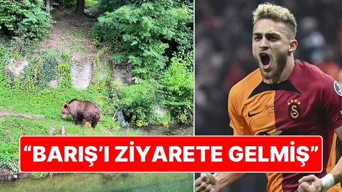 Barış Alper Dile Düştü: Galatasaray'ın Konakladığı Otel Bölgesinde Görüldüğü Konuşulan Ayıdan Mizah Yaptılar