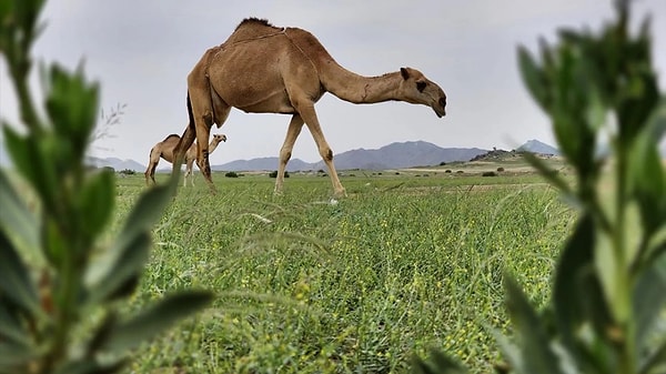 Suudi Arabistan'da develere yönelik akılalmaz bir olay yaşandı. Bu olay üzerine Hayvan hakları savunucuları harekete geçti.