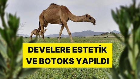 Böylesi Ne Duyuldu Ne de Görüldü: Suudi Arabistan'da 27 Deveye Estetik, 16'sına Botoks Yapıldı