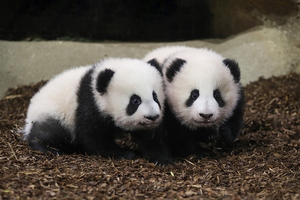 Senin arkadaşın bir panda!