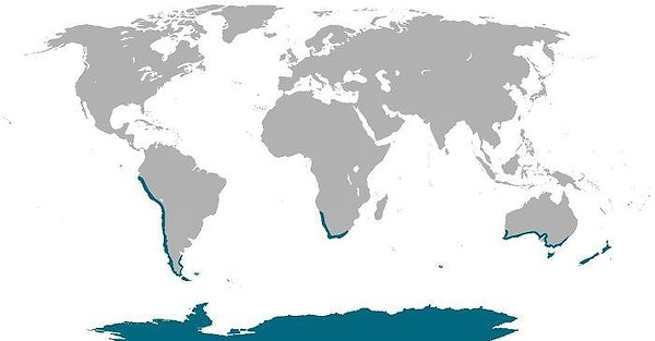 8. Penguenlerin doğal yaşam alanları yeşil ile gösterilmiş.