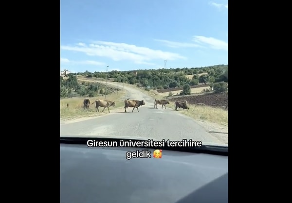 Pek çok üniversite şehirden çok uzak olduğundan, üniversitelilerin zaten alışık olduğu bu manzara acemi öğrenciye garip geldi.